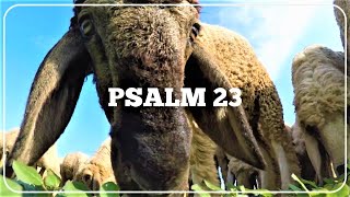 Psalm 23