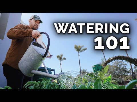 Video: Jak si vybrat nejlepší čas na zalévání rostlin: 7 kroků