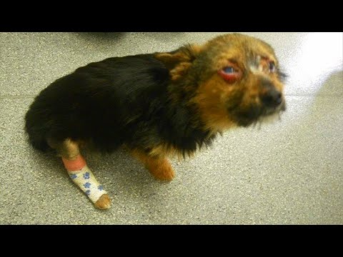 Videó: Az Ön Kutyája más kutyákkal zaklató?