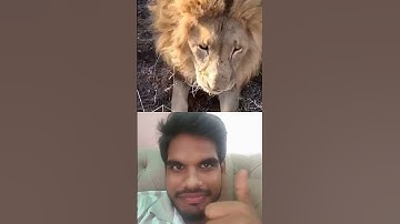 Do lions like CATNIP? #fun #animals # cat #wildlife