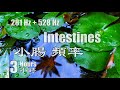 Intestines Frequency (281Hz) + DNA Repair (528Hz) Tibetan Singing bowls & Healing Sounds