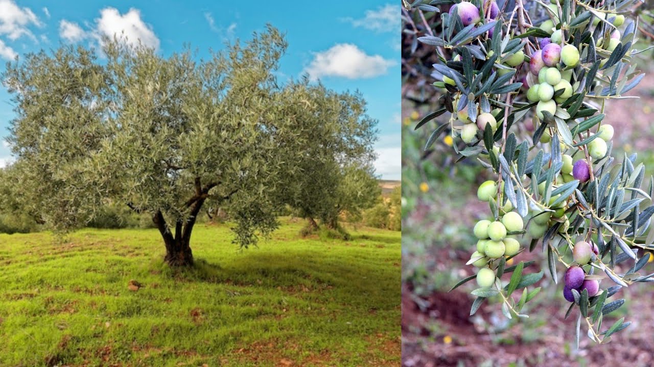 رائع؟ ستجعل أشجار الزيتون تثمر وتبقى قويةبهذا السماد الرائع أنه أقوى سماد يزيد الثمار ويسرع النمو