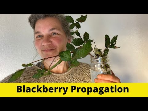 वीडियो: कटिंग द्वारा ब्लैकबेरी का प्रसार: वसंत और गर्मियों में कटिंग द्वारा इसे कैसे प्रचारित किया जाए? हरी और जड़ की कटिंग कैसे लगाएं? उन्हें घर पर कैसे जड़ दें?