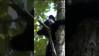 Swamp 🐻 Bears Love 🌲Trees! | Unspoiled 🌎 Planet #wildlife #nature #animals