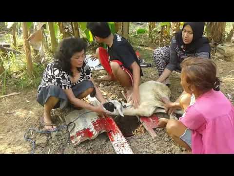 Kurban Kesimi. KKB. Koyun Kestiren Bayanlar