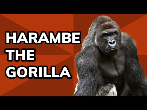 The Story of Harambe the Gorilla | Meme History