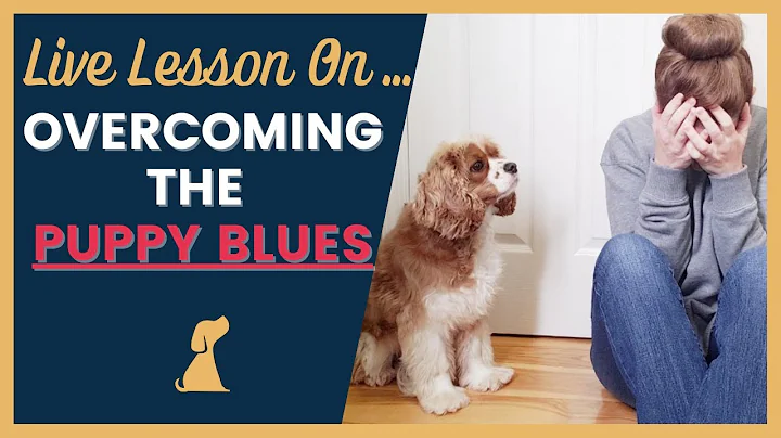 How to Overcome the Puppy Blues - DayDayNews