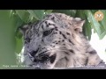 Барс Красава на "скале" :) Майские зарисовки. Snow leopard Krasava