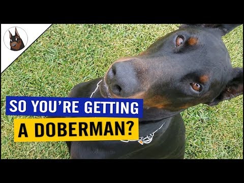 Do You Want A Doberman Check This Youtube