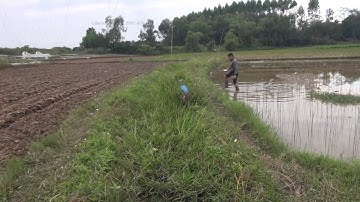 Lưới bẫy vạc giá rẻ? Anh em tham khảo mẫu lưới đánh tàng hình