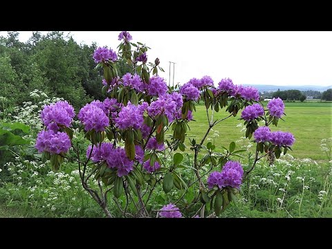 Video: Kingdom of Plants - Heather family