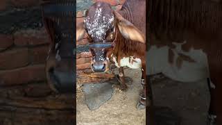 #JaiHoDangraKi #Dangra #DesiBull #Haryanvi #Haryana #PashuPalan #VillageLife #DesiCulture