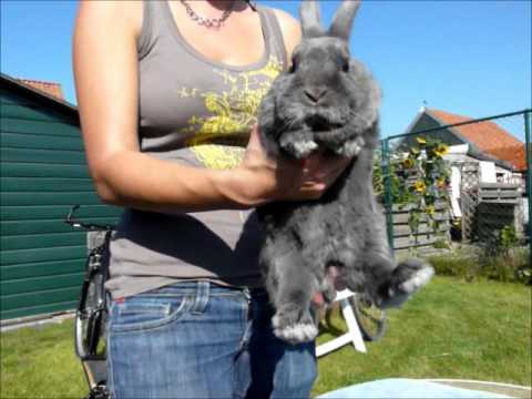 Video: Een konijn vasthouden: 7 stappen