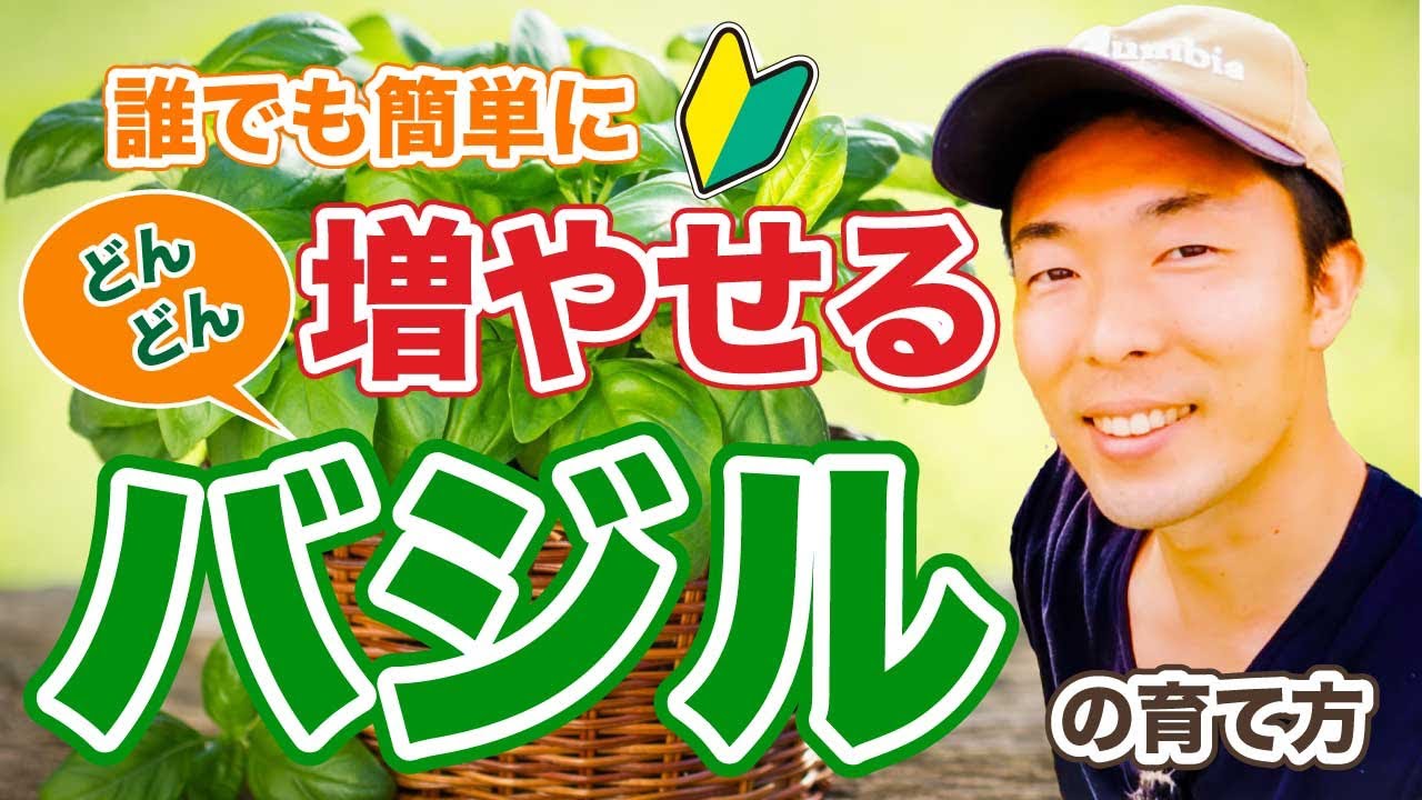 バジル栽培 どんどん増やせる方法 家庭菜園 証拠あり 摘心 収穫 水耕栽培 Youtube