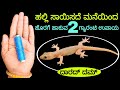      2  strong remedy for house lizardget rid of lizard
