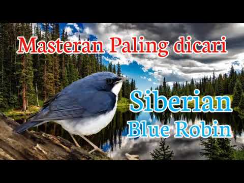 Burung Robin Biru Gacor Siberian Blue Robin Ronalsay 