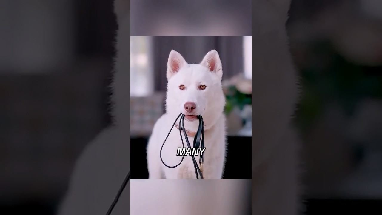 🐾 The stray dog showed with its actions what loyalty truly was. 