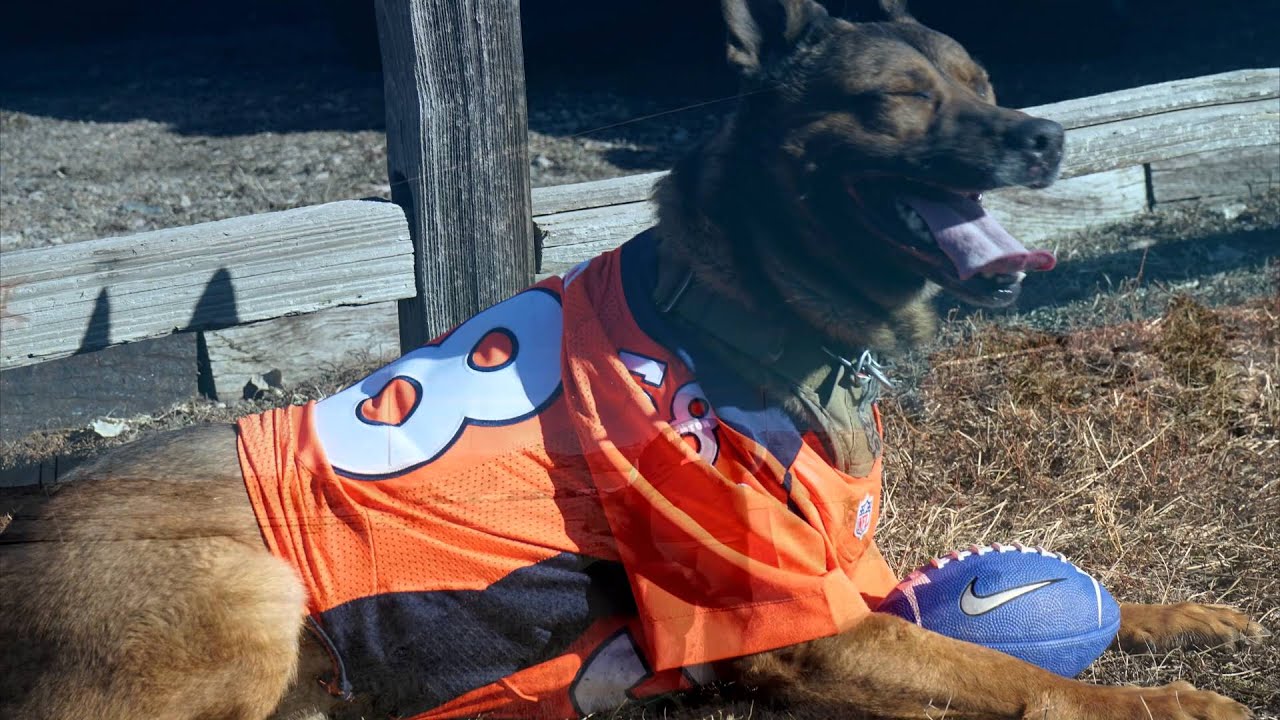 von miller dog jersey