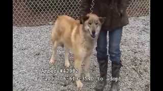 Athenspets 2 21 2015