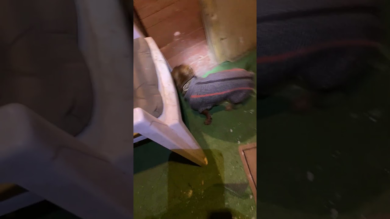 Несмотря на морозы - гуляем по расписанию 