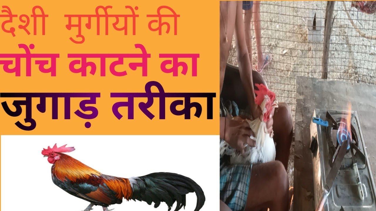 देशी मुर्गीयों की चोंच काटने का तरीका!! देशी मुर्गीयों की चोंच कैसे काटे!! चोंच कैसे काटे 2022