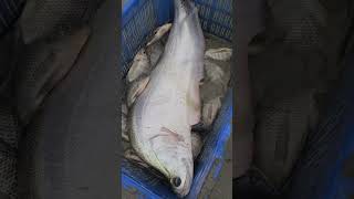 Big Chitol Fish Hunting By Net #shorts