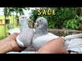 Madrasi pigeon for sale today garia kolkata