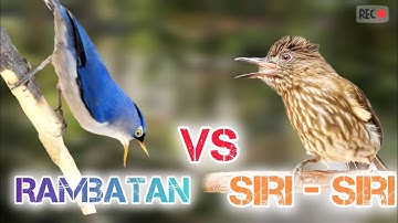 🔴RAMBATAN VS SIRI - SIRI TEMBAKAN RAPAT KASAR√