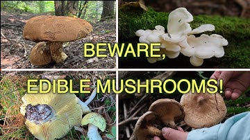 Edible Mushrooms! How They Can Unexpectedly Turn Poisonous!