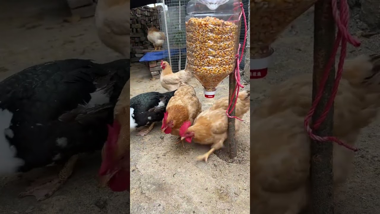 DIY Plastic Bottle Chicken Feeding Device