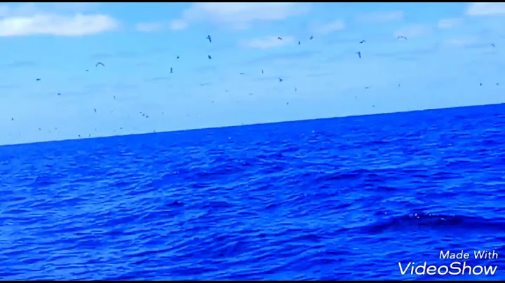 Atún capturado