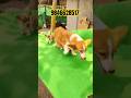 Corgi puppies in kerala #shorts #shortsfeed #shortsviral
