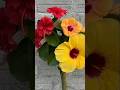 Easily grow hibiscus flower plant 2 different color #new #trending #gardening