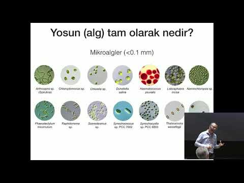 Yosunlar Makro Sorunlar