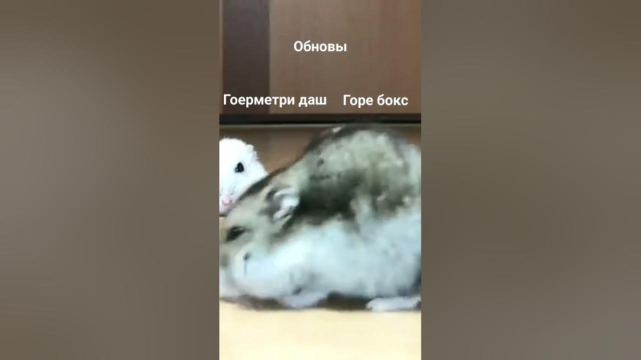 грустный хомяк - YouTube