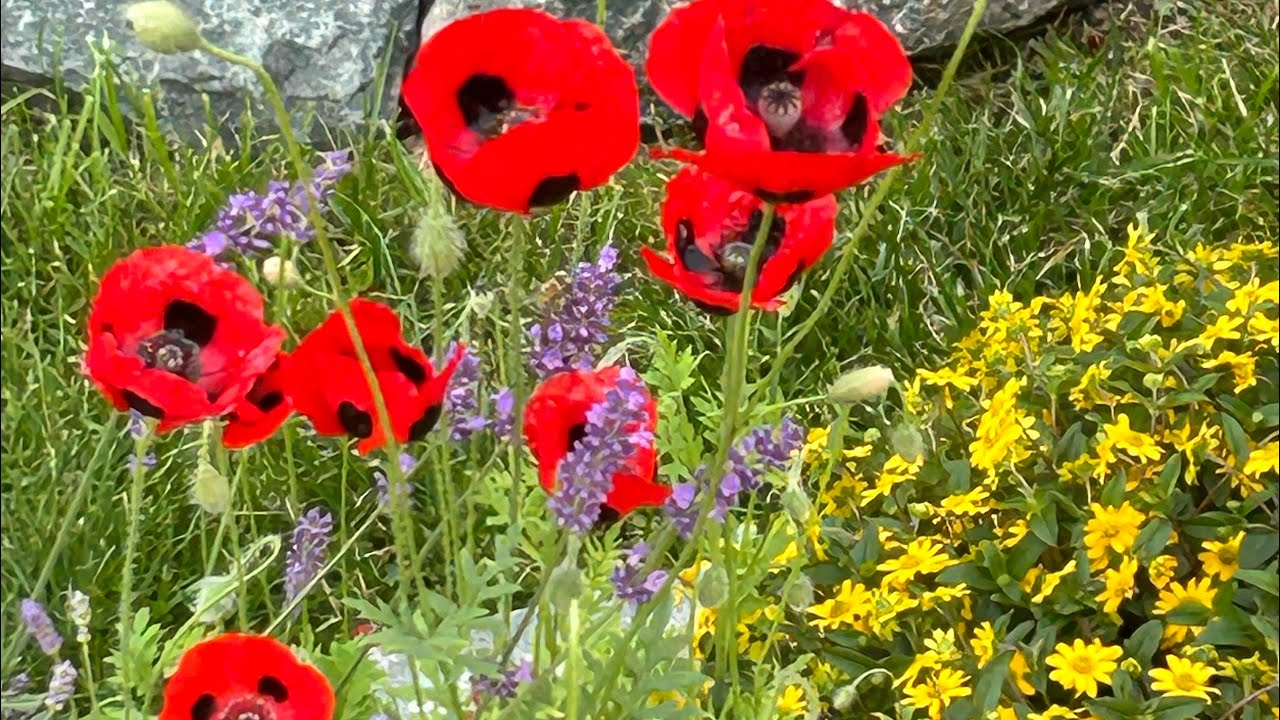 Kertépítés 3.🌷#garden 