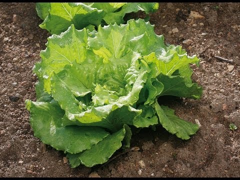 planter une salade