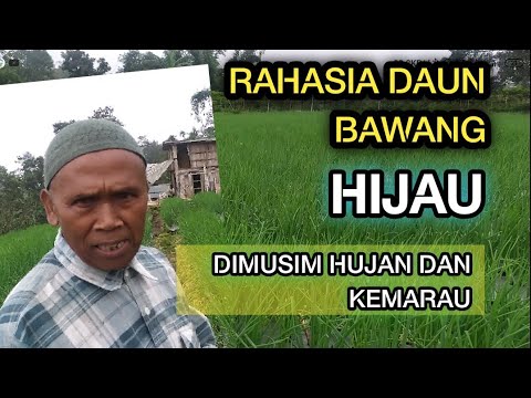 Video: Cara membekukan bawang hijau untuk musim dingin