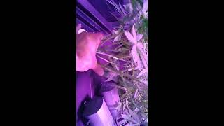 420nuggrows season 1ep 6 atempting to lollipop my marijuana plant for L.S.T with a net
