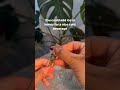 Red Ginseng