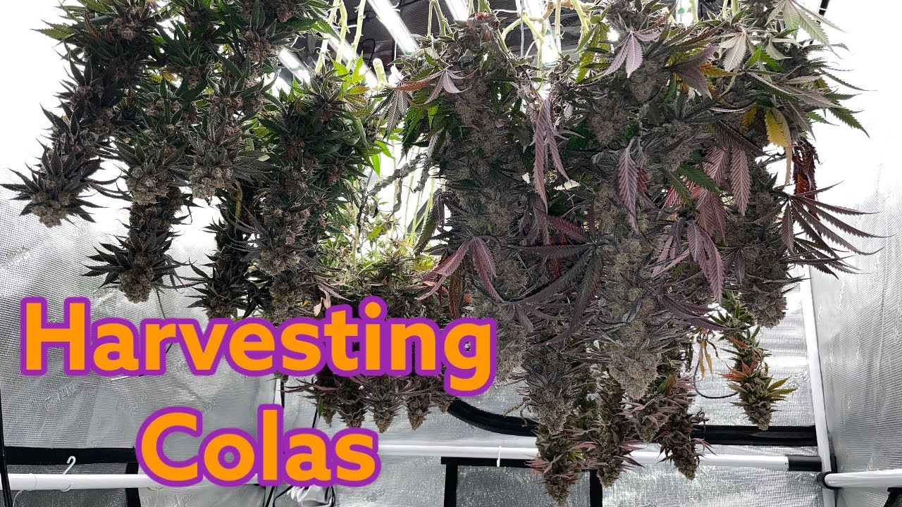 Harvesting weed - InHouse Genetics Garlic Storm