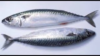 Muhteşem Uskumru Baliği Nasil Yenmeli̇.master Chef