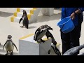 無観客ペンギンショー　No audience penguin show