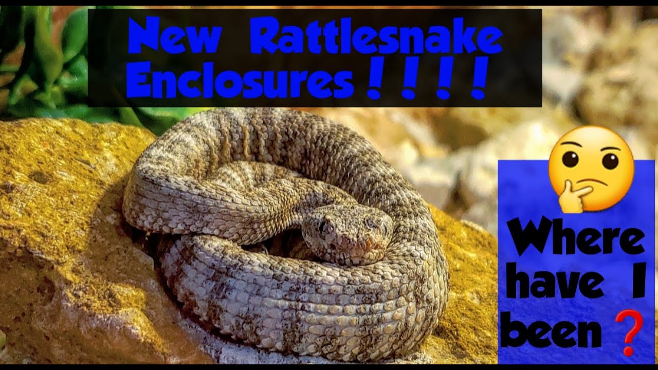Beautiful view of Rattlesnake Enclosures And Habitat Installation