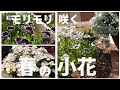【ガーデニング】ボリュームが出る春の花を植える３月