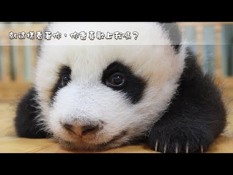 《熊貓早晚安》就這樣看著你，你會喜歡上我嗎？| iPanda熊貓頻道