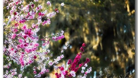 Create an Import Preset in Lightroom Classic