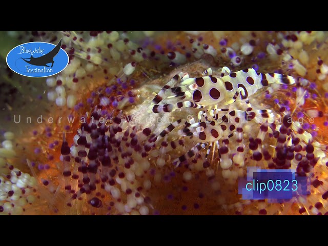 0823_Coleman shrimps close up. 4K Underwater Royalty Free Stock Footage.