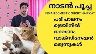 നാടൻ പൂച്ചകളെ വളർത്താൻ ആഗ്രഹിക്കുന്നവർ അറിയാൻ | Indian Domestic Short Hair Cat