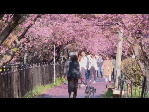 Florecen los primeros cerezos de la temporada en Japón